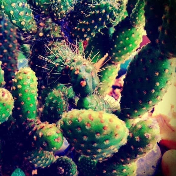 Meet your Posher, Lateralus - Picture 1 of 1